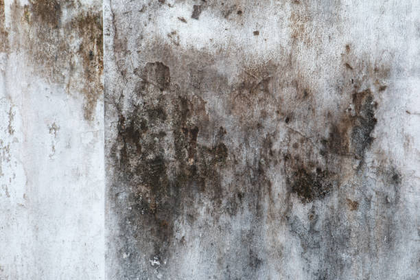 Dehumidification Services in Lorane, PA