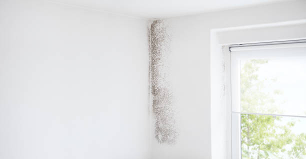 Asbestos and Lead Testing During Mold Inspection in Lorane, PA
