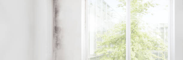 Environmental Consulting for Mold Prevention in Lorane, PA